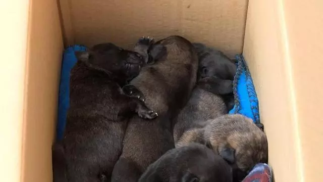 Encuentran a ocho cachorros abandonados dentro de una bolsa en lo alto de un árbol