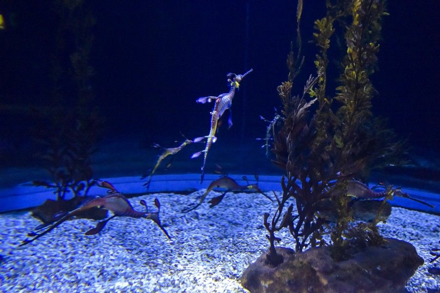 Reapertura del acuario Poema del Mar