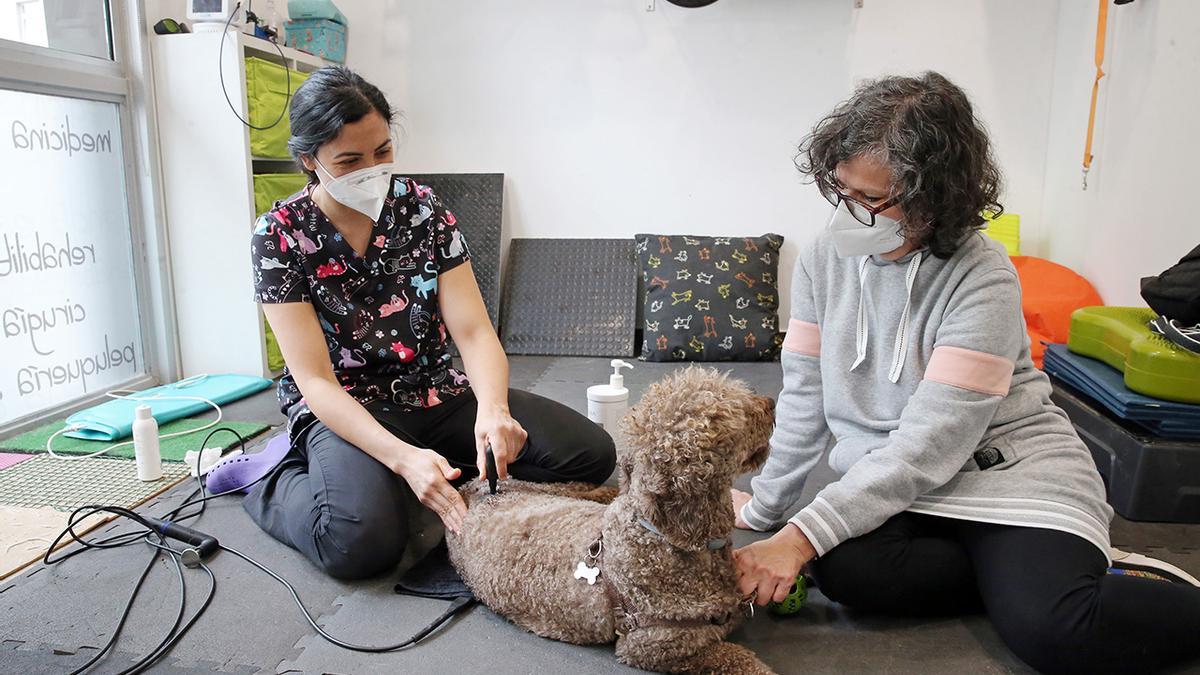 La rehabilitadora veterinaria Carmen Ceres utiliza la máquina de radiofrecuencia en una perra con lesión de cadera