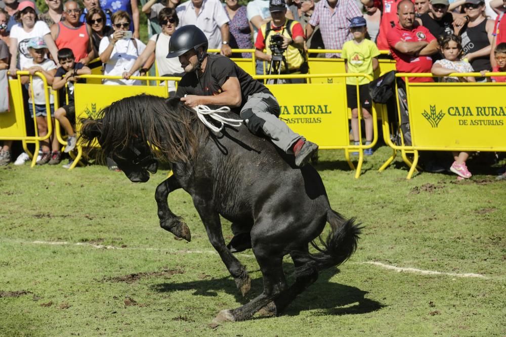 Fiesta del Asturcón en el Sueve