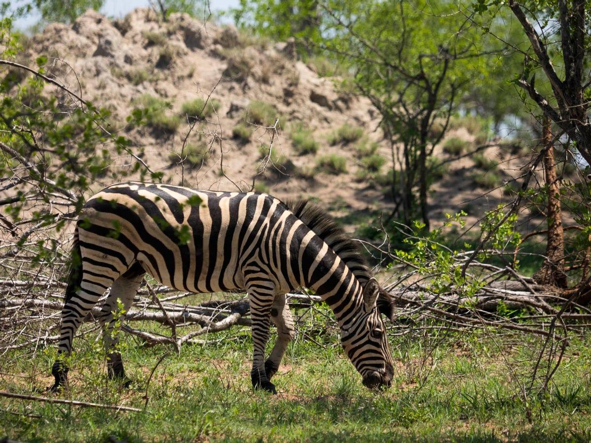 Cebra en el Parque Kruger