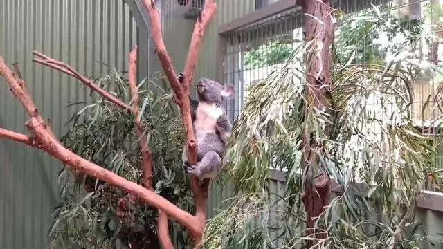 El koala tiene sed: Australia descubre cómo el calor extremo afecta al icono del país