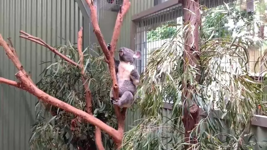 El koala tiene sed: Australia descubre cómo el calor extremo afecta al icono del país