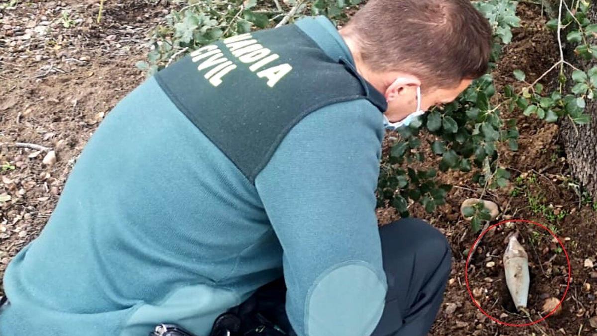 Un agente de la Guardia Civil reconoce la granada hallada en Monte la Reina