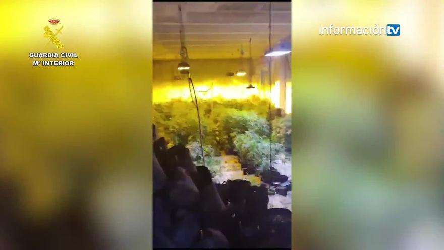 Desmantelada una plantación de marihuana indoor ubicada en Altea