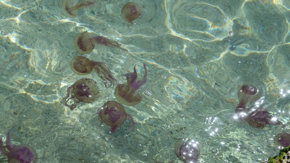 Las medusas invaden la costa de Cala Vinyes