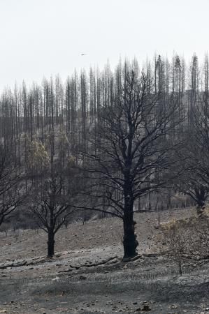 24-08-2019 TEJEDA. Zonas quemadas junto a la carretera de Cruz de Tejeda a Pinos de Galdar  | 24/08/2019 | Fotógrafo: Andrés Cruz