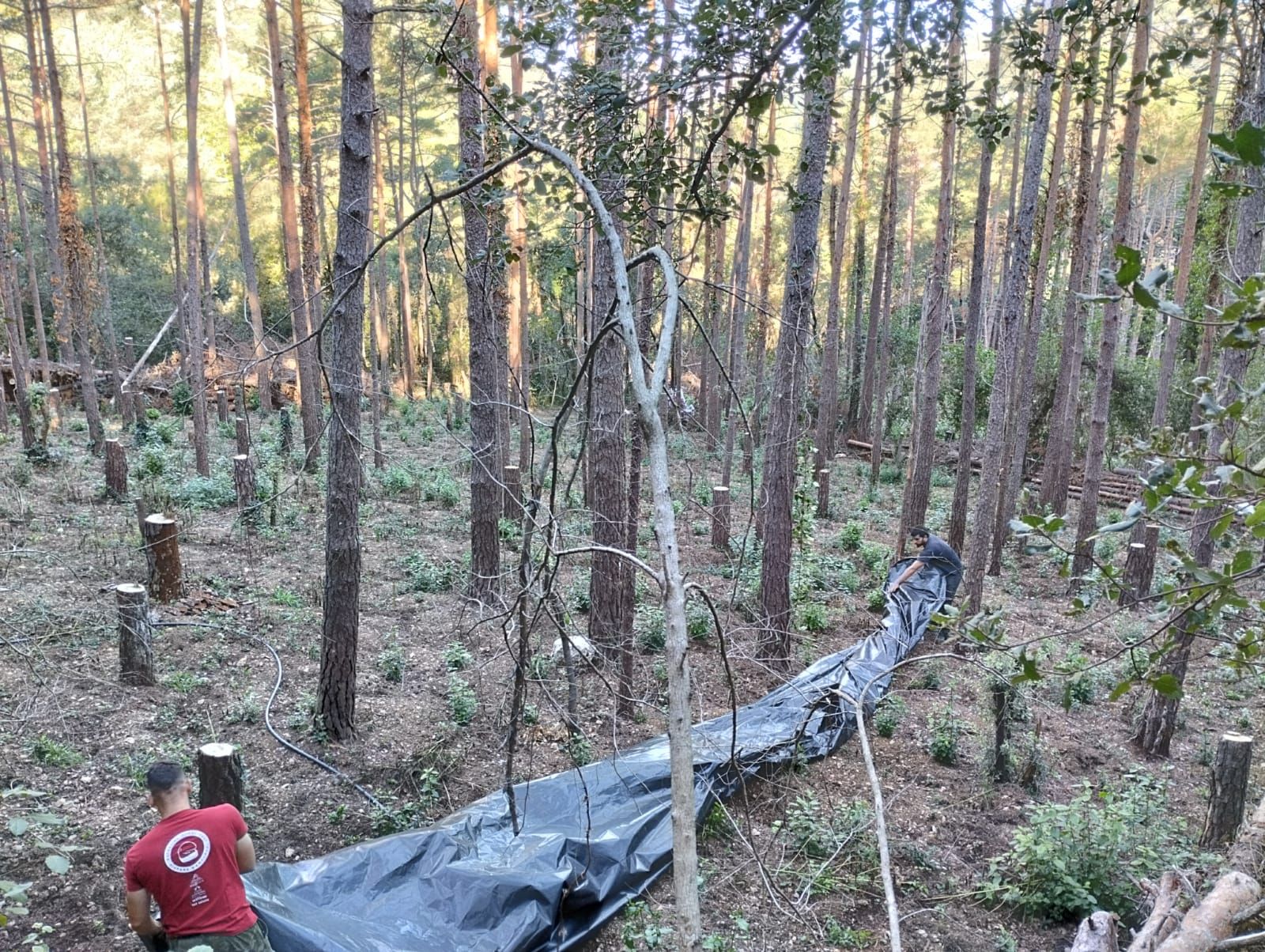 Neteja plantació marihuana a Albanyà