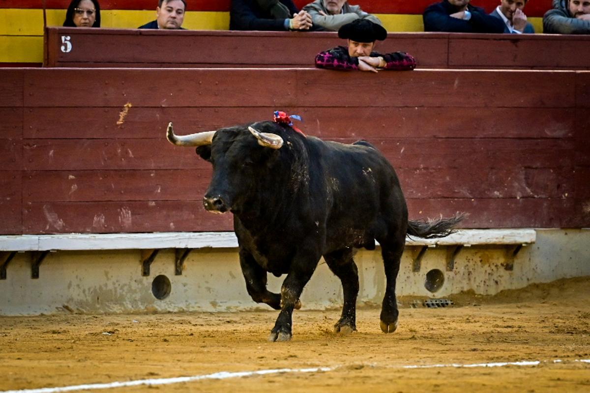 Las imágenes del sábado taurino de la Magdalena 2026