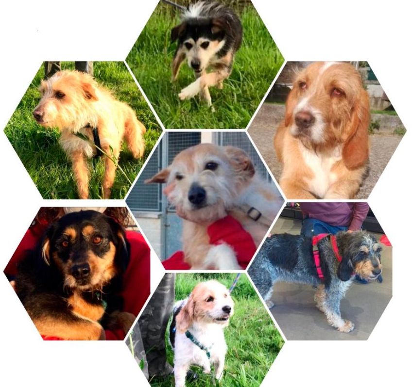 Los canes para la adopción internacional.