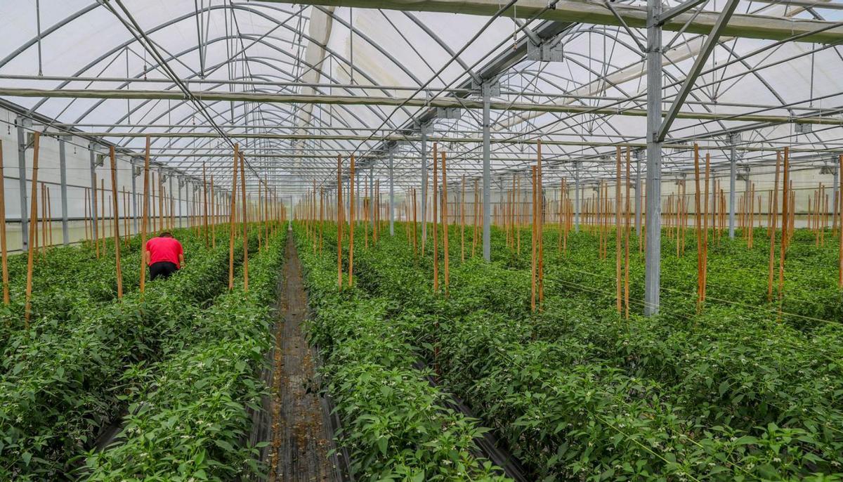 Una plantación a cubierto de pimientos tipo Padrón.   | // IÑAKI ABELLA