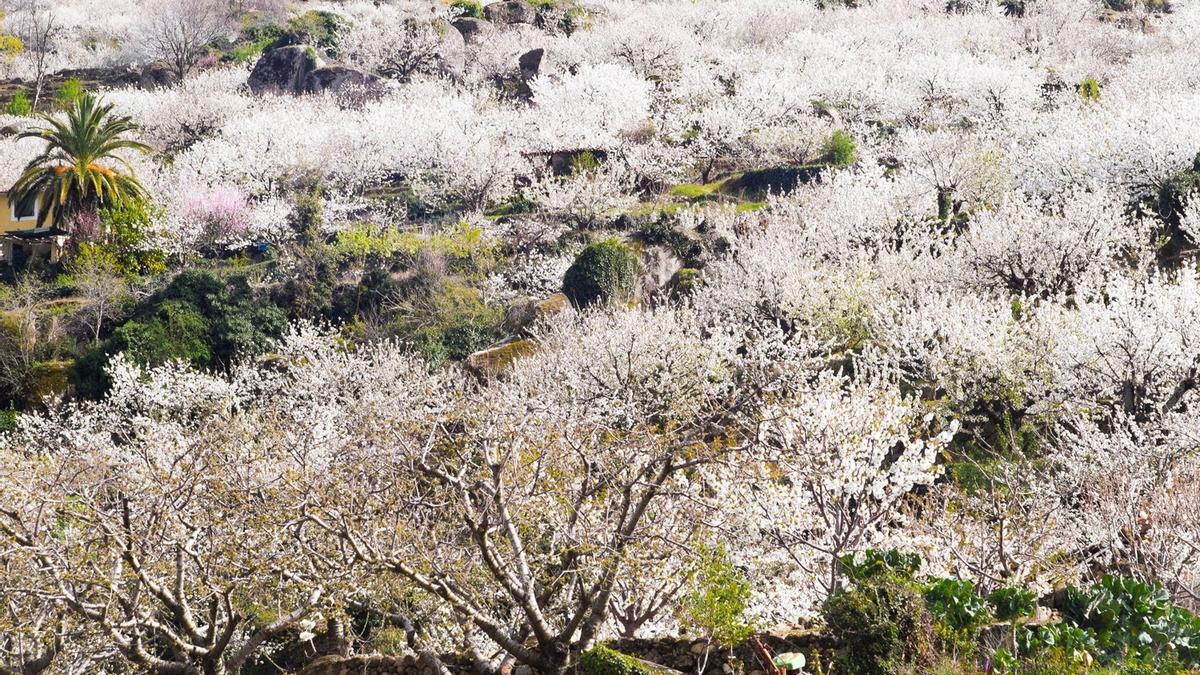 Cerezos en flor