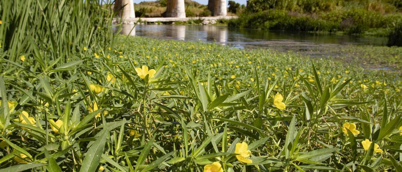Una orilla del río Albaida repleta de «Ludwigia grandiflora» a la altura de Manuel. | PERALES IBORRA