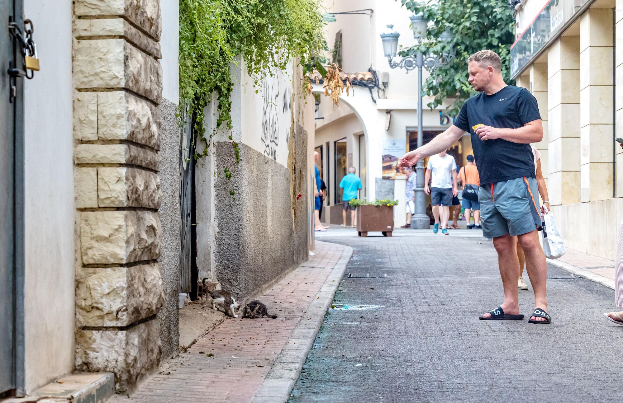 Los gatos toman las calles de Benidorm