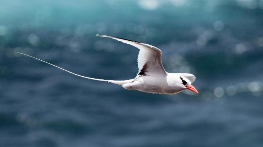 Un ejemplar de rabijunco etéreo, fotografiado en la costa de Fuerteventura.