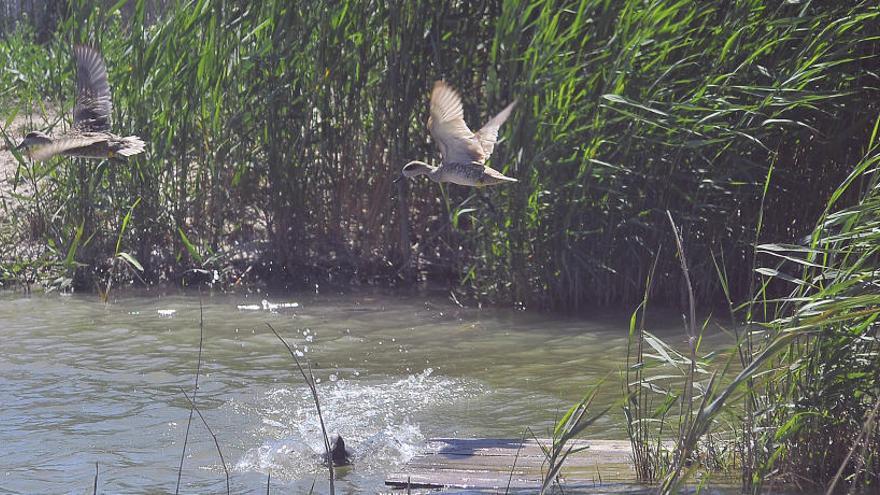 El Hondo busca atraer murciélagos para controlar mosquitos y plagas agrícolas