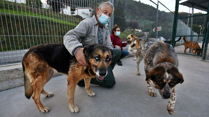 Perros en adopción de la protectora Os Palleiros de Pontevedra.