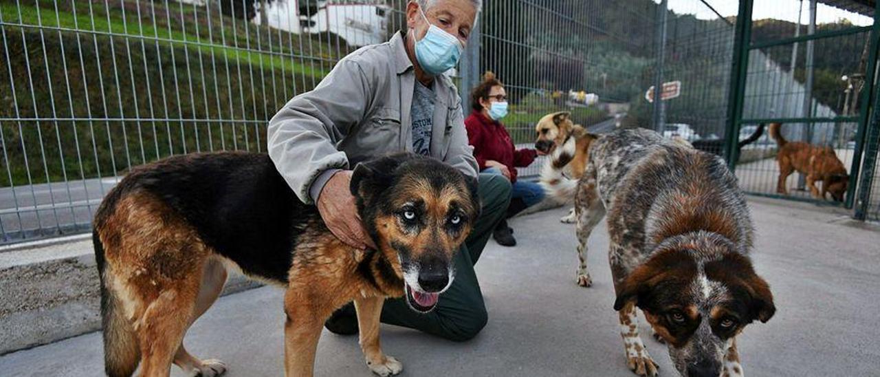 Algunos de los perros en adopción de Os Palleiros, con voluntarios de la protectora.