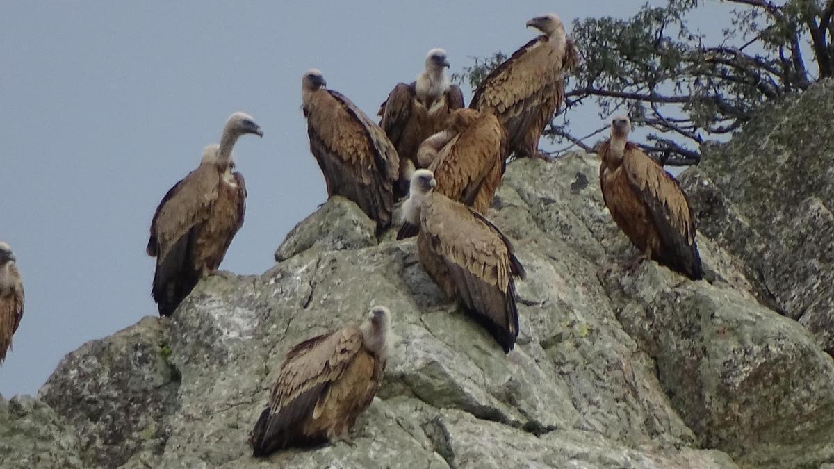 Se han hallado restos de un buitre leonado.