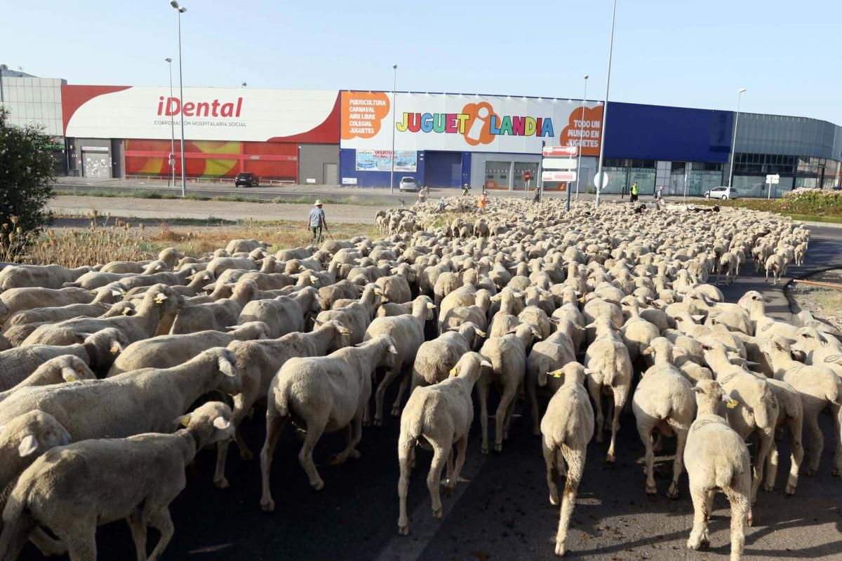 Las ovejas, a su paso por Córdoba