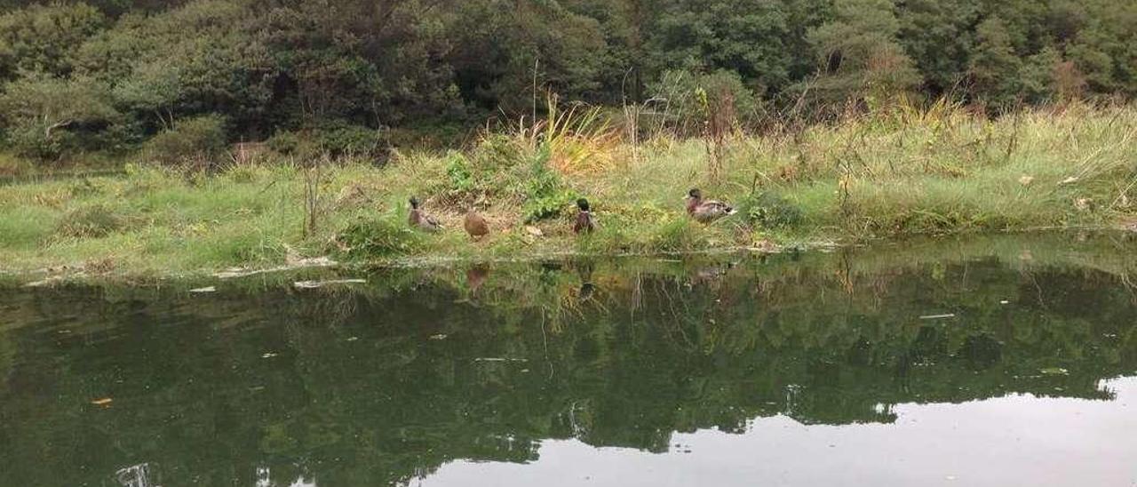 Los cuatro ánades azulones, en una de las orillas del río Esva.