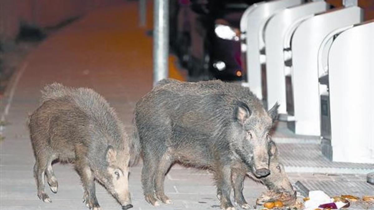 Unos jabalís se alimentan a medianoche de basura en una calle de Sant Cugat.