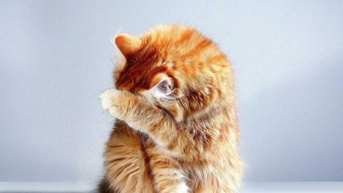 vacante Sindicato Apariencia GATO | Las 10 cosas que los gatos odian de los humanos