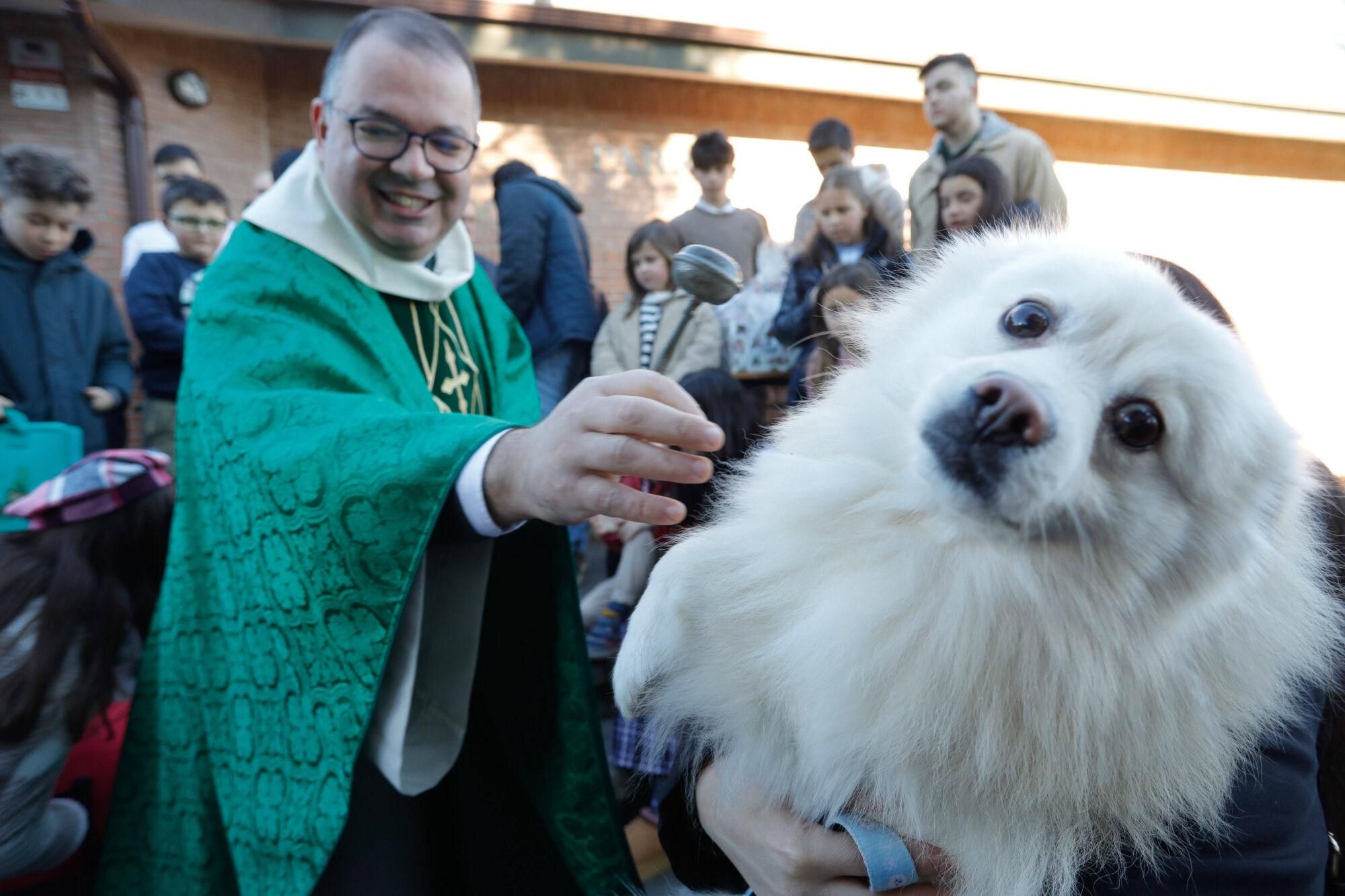 En imágenes: Así fue la bendición de animales por San Antonio en Avilés