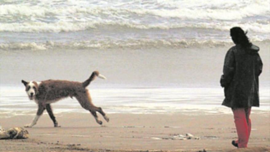 Vigilarán día y noche para evitar el acceso de perros a la playa de Almassora