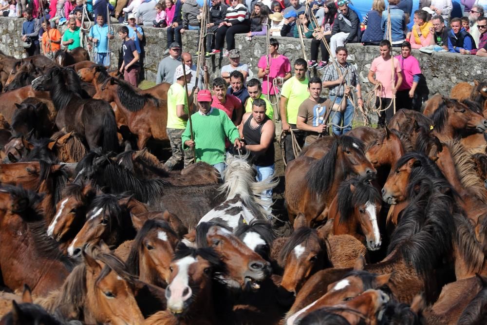 Los ganaderos sanean 300 caballos ante un millar de personas en el primer curro del año en Oia