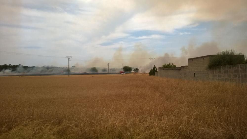 Der Brand im Gebiet Sa Vall in der Gemeinde Petra brach am Freitag (5.8.) gegen 13 Uhr aus.