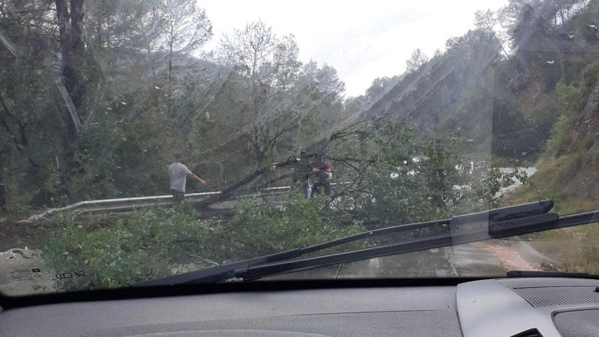 Els conductors van aconseguir retirar l'arbre caigut per alliberar un carril