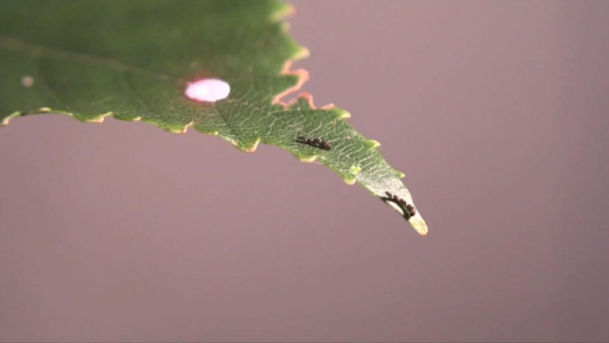 Encuentro entre dos orugas neonatas de Falcaria bilineata.
