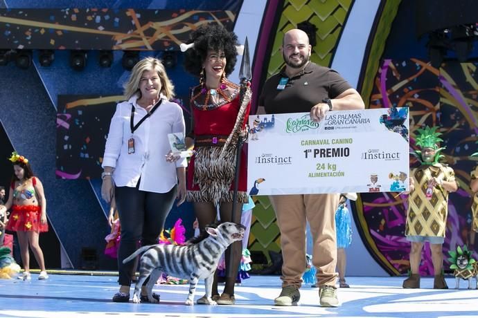 24.02.19. Las Palmas de Gran Canaria. Carnaval 2019. Concurso Carnaval Canino 2019. Eva León, presenta a Milka, con la fantasía " Desde la selva más salvaje llegan Milka y Eva a disfrutar del Carnaval Carioca. Foto Quique Curbelo