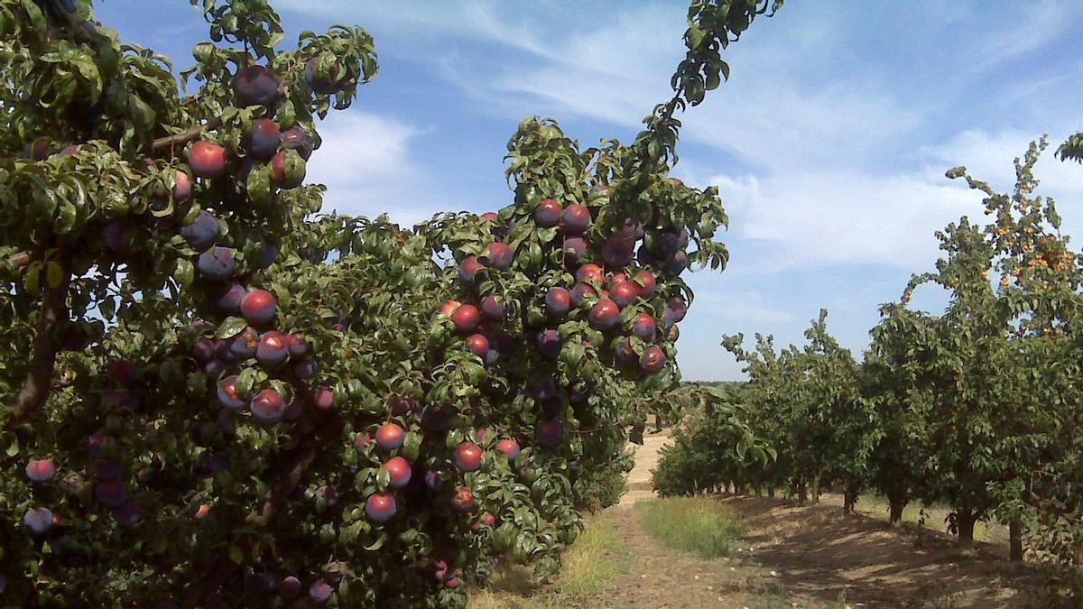 Árbol cargado de ciruelas en una explotación extremeña.