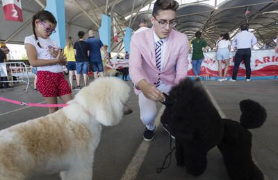 Castelló acoge el Campeonato de Belleza Canina