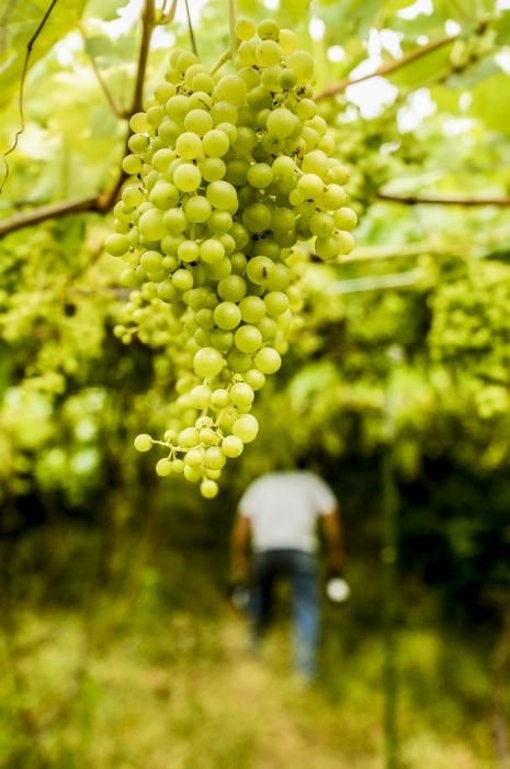 FINCA BODEGA LOS BERRAZALES