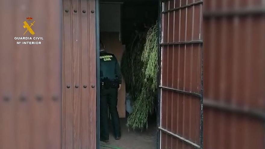 Desmantelan dos plantaciones de marihuana en Fuente Palmera