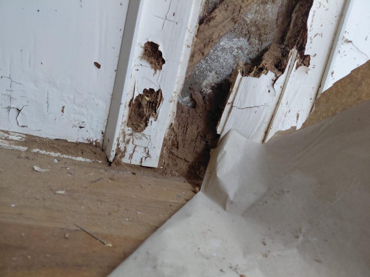 El invierno dispara las alertas por termitas en Galicia: devoran la ciudad y el rural