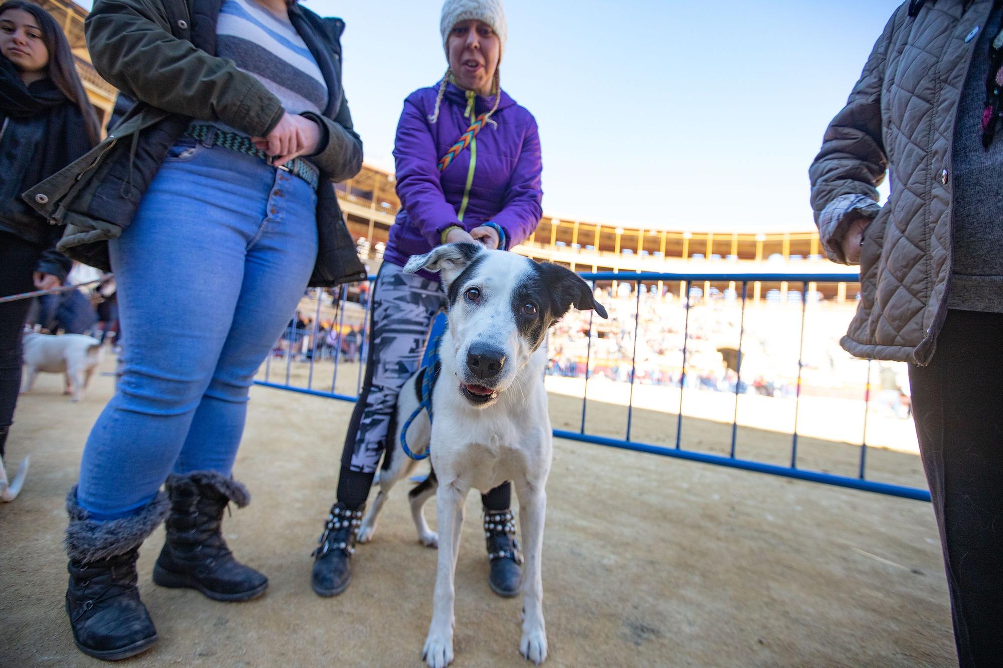 Concurso ecuestre y Bendición de animales por San Antón en Alicante