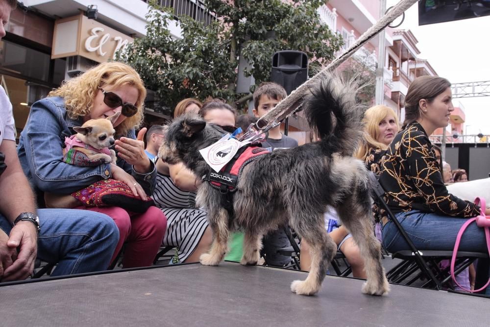 Pasarela de adopción de mascotas en Los Realejos