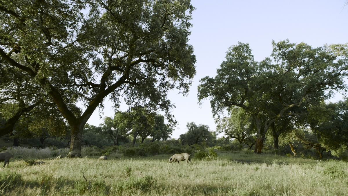 Sánchez Romero Carvajal cuida el patrimonio cultural, paisajístico y la biodiversidad de la dehesa .