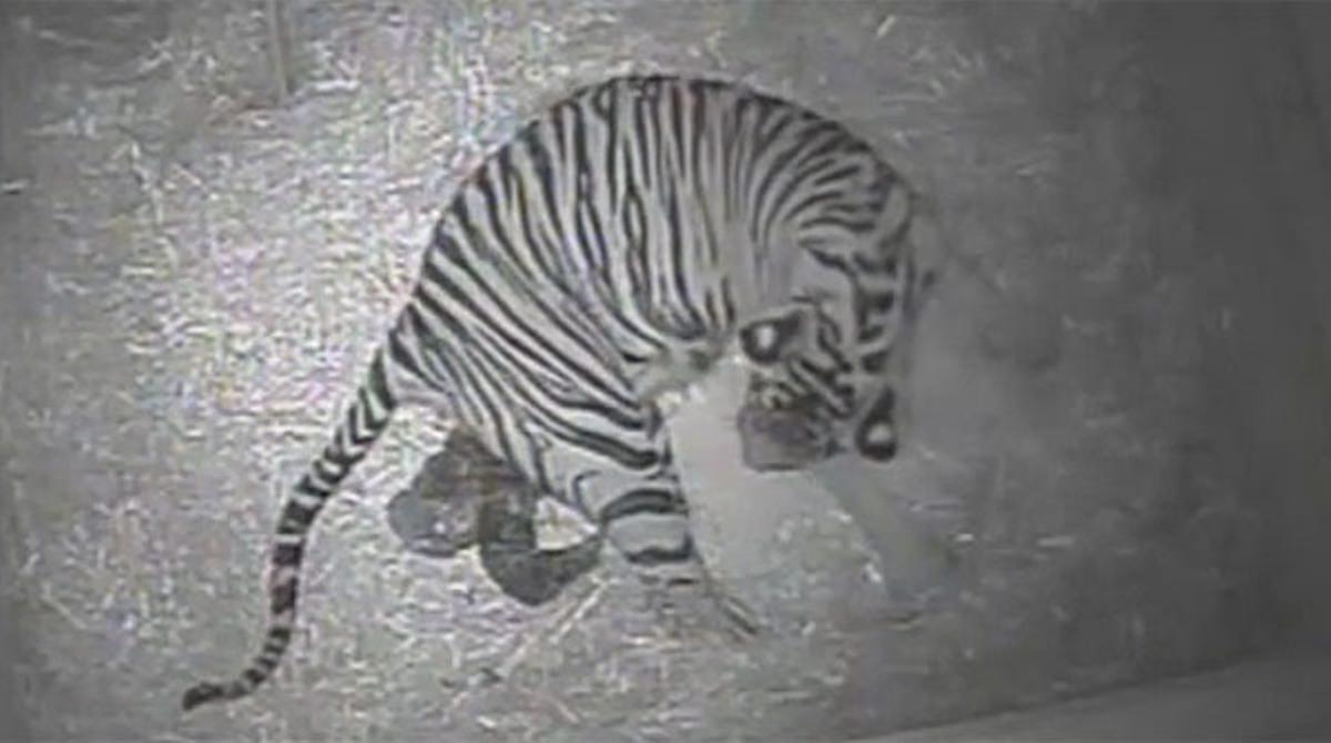 Naixement d’un tigre de Sumatra al zoo de Londres