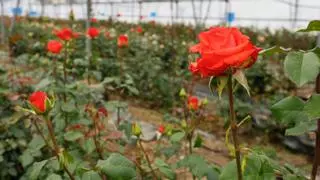 Sant Jordi se queda sin rosas catalanas