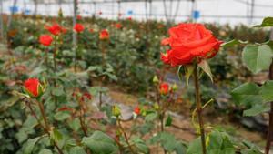 Sant Jordi se queda sin rosas catalanas