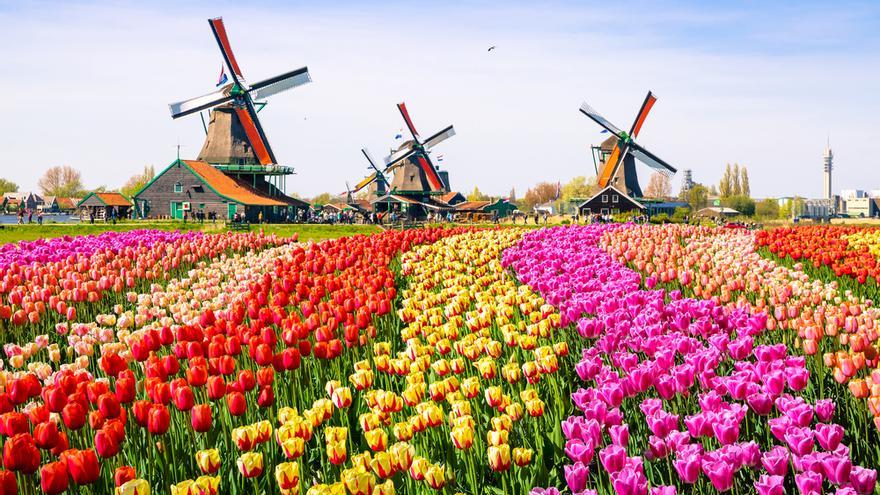 Los jardines del parque Keukenhof.