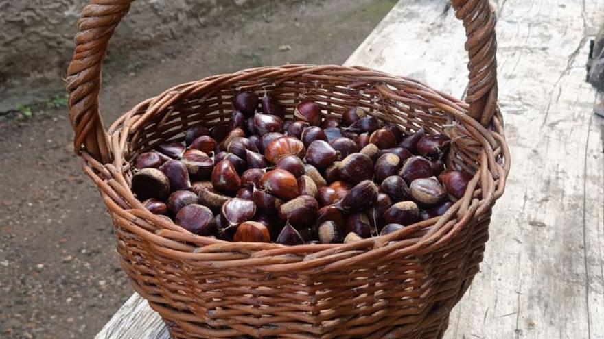 Ahorra en detergente en otoño: Fabrica tu propio jabón para lavadora con castañas