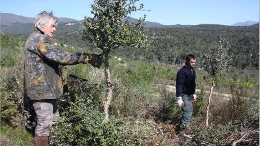 Tasques forestals a les propietats de Mas d&#039;en Bech per recuperar l&#039;alzina surera.