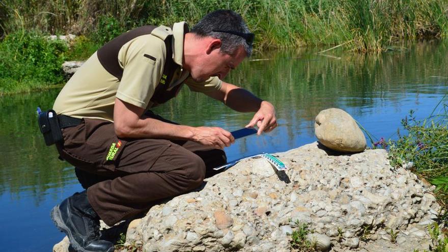 La nutria europea elige el Millars para recuperar su población en la Comunitat