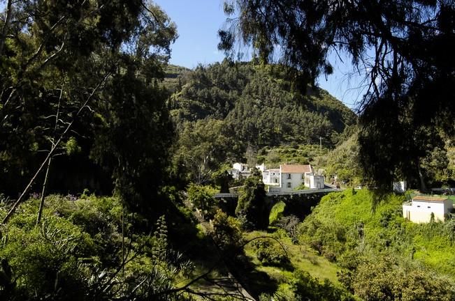 VERDOR EN EL CAMPO GRANCANARIO